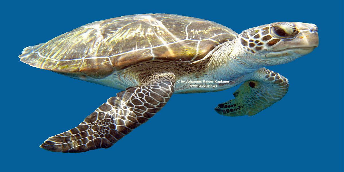 Scuba Express